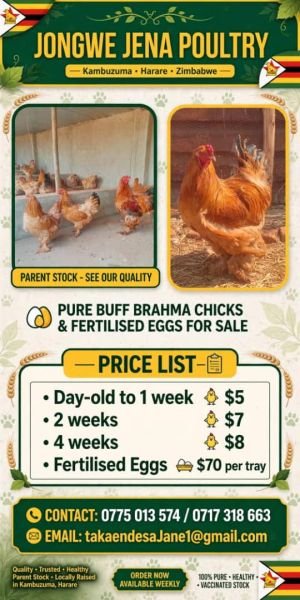 Pure Buff Brahma Chicks & Fertilized eggs