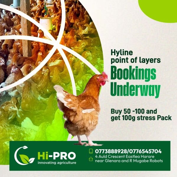 Hyline point of lay