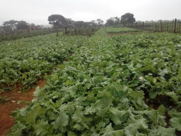 Rape vegetables for sale