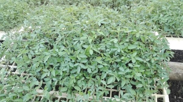 Tengeru Tomato Seedlings for sale