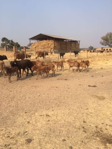 Hay bales for sale in Nyabira