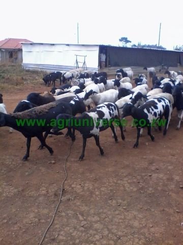 Sheep galore for sale - Borrowdale